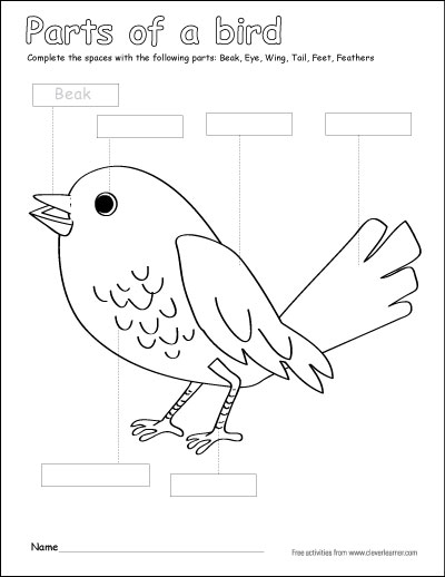 parts of a bird coloring sheets