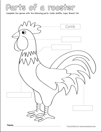parts of a rooster coloring sheets