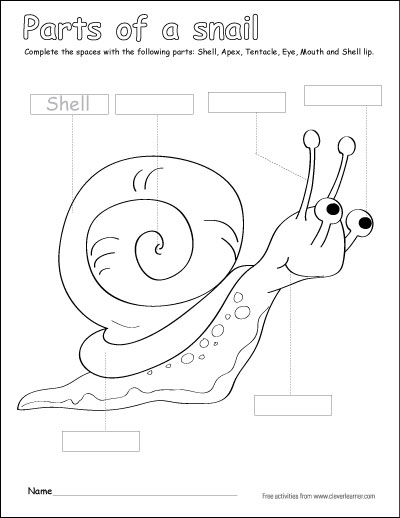 Label and color the parts of a snail