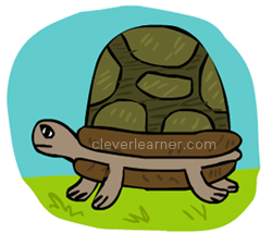 draw a tortoise