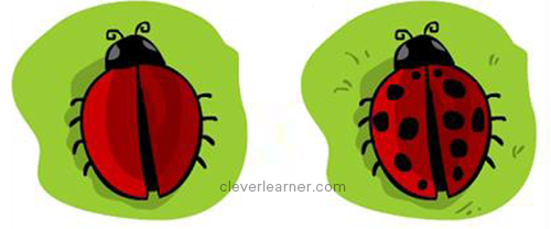 simple steps to draw a ladybug