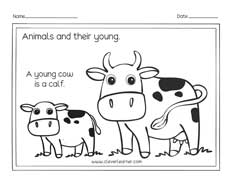 A baby cow is a calf