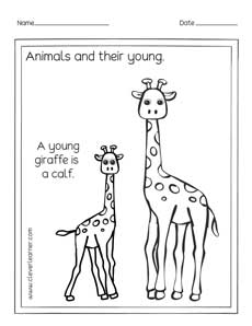 A baby giraffe is a calf