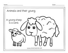 A baby sheep is a lamb