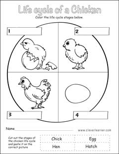Life cycle of a chicken worksheet for kids