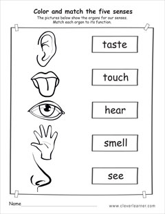 The five senses worksheets for preschools