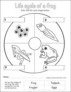 Frog's life cycle preschool activity sheets