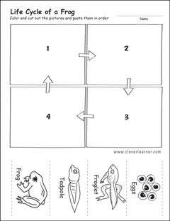 Life cycle of a frog preschool worksheet