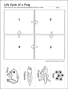 frog life cycle for kids worksheet