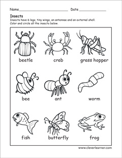 What is an insect worksheets for preschools