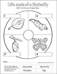 butterfly life cycle matching activity worksheet for preschools