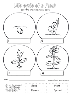 plant life cycle first grade worksheets