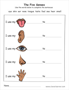 The five senses first grade worksheets