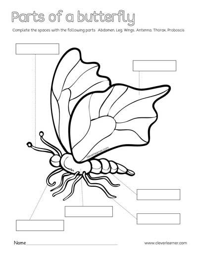 parts of a butterfly coloring sheets