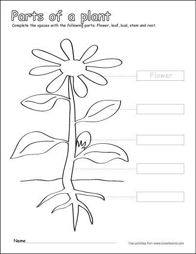 Label and color the parts of a plant