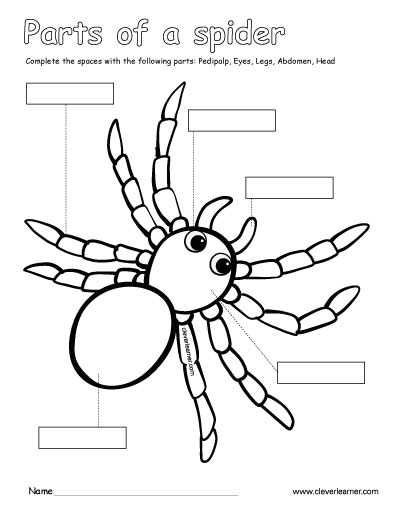 parts of the spider coloring sheets