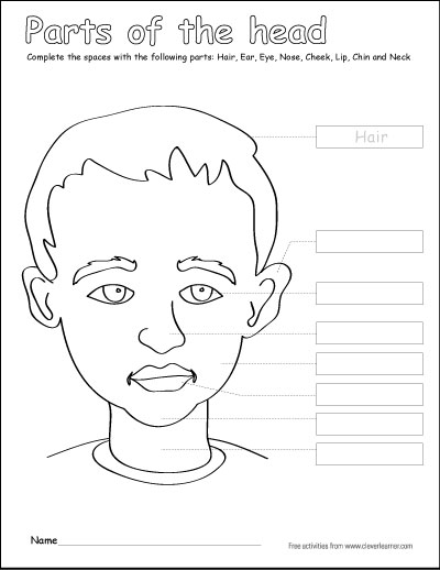 parts of the head coloring sheets