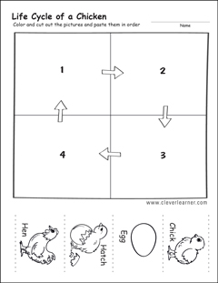 Chicken life cycle activity sheets for kindergarten