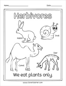Hat is a herbivore preschool activity