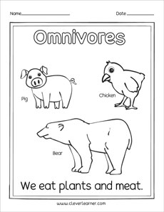 What is an omnivore preschool activity sheet