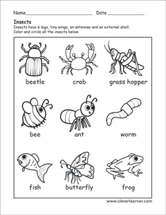 Insects identification preschool sheet