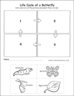 life stages activity sheet for kindergarten