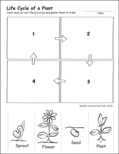 plant life cycle first grade worksheet