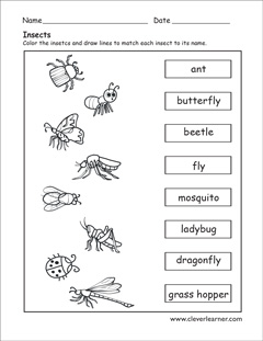 label the insects preschool worksheet