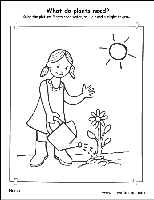 Plant Diagram For Kindergarten