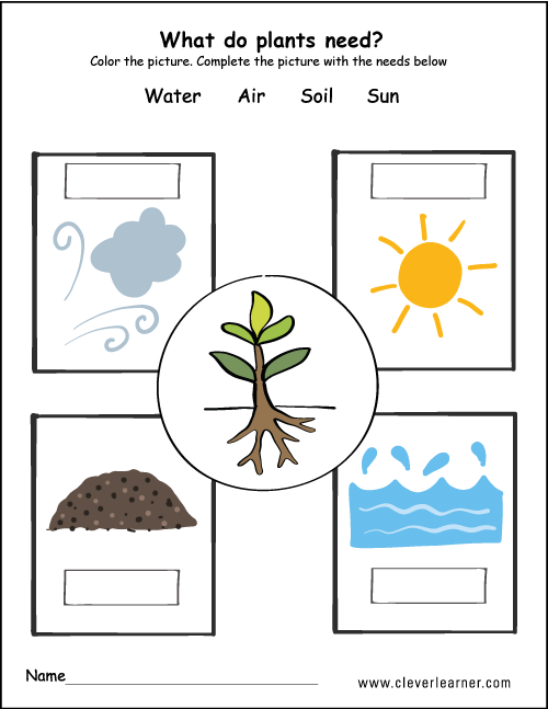 Plants need water air, soil and air kids worksheet