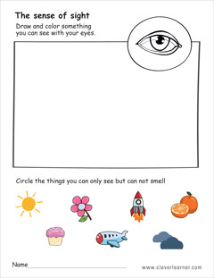 The sense of sight first grade worksheet