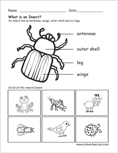 Parts of an insect preschool activity